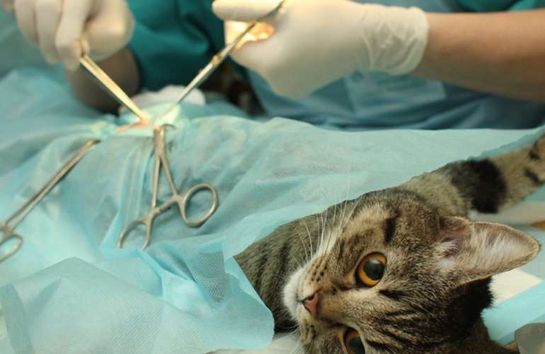 Стерилизация кошки на дому в СПб и ЛО- vet24.spb.ru Стерилизация кошки на дому vet24.spb.ru